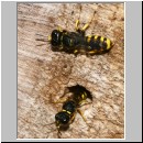 Ectemnius cavifrons oder ruficornis - Grabwespe serie15 09.jpg